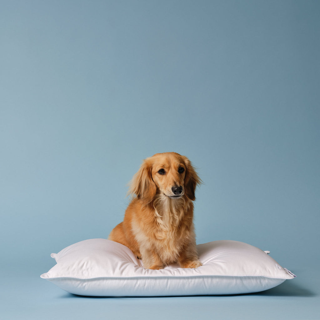 Down Pillow